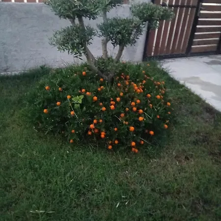 Shoraj Rent House *